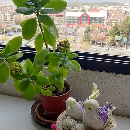 Apartment View